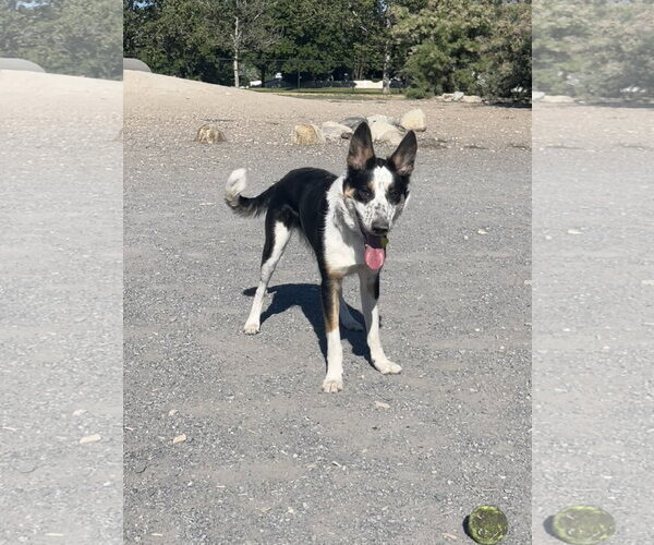 Medium Photo #4 Mutt Puppy For Sale in Sandy, UT, USA
