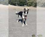 Small #3 Mutt