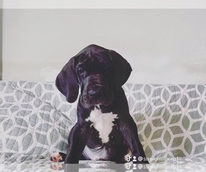 Great Dane Puppy for sale in RICHMOND HILL, GA, USA