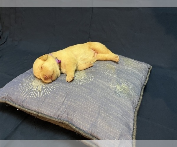 Medium Photo #15 Labrador Retriever Puppy For Sale in BARTLETT, IL, USA
