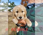Small Photo #11 Goldendoodle Puppy For Sale in CLARKSVILLE, TX, USA