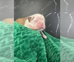 Small Photo #69 Boston Terrier Puppy For Sale in TULARE, CA, USA