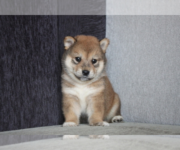 Medium Photo #4 Shiba Inu Puppy For Sale in SEATTLE, WA, USA