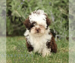 ShihPoo Puppy for sale in GORDONVILLE, PA, USA