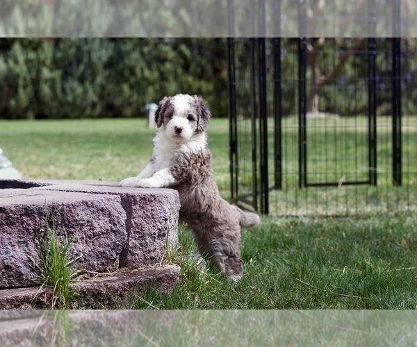 Medium Photo #2 Bernedoodle Puppy For Sale in KENNEWICK, WA, USA