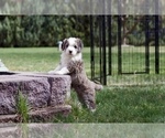 Small Photo #2 Bernedoodle Puppy For Sale in KENNEWICK, WA, USA