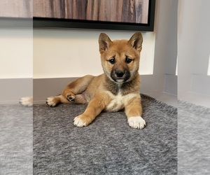 Shiba Inu Puppy for sale in FRANKLIN, IN, USA