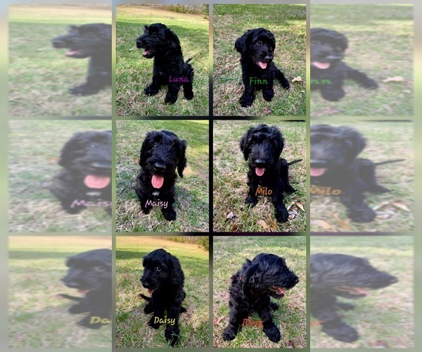 Medium Photo #1 Schnoodle (Giant) Puppy For Sale in SEVIERVILLE, TN, USA