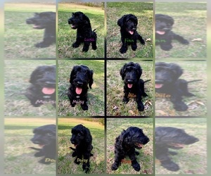 Schnoodle (Giant) Puppy for sale in SEVIERVILLE, TN, USA