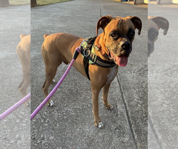 Medium Photo #10 Boxer Puppy For Sale in  Katy, TX, USA