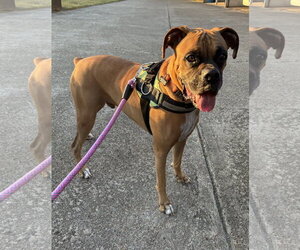 JAXON - Male Boxer Dog for Adoption - Photo #10