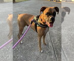 Small Photo #10 Boxer Puppy For Sale in  Katy, TX, USA