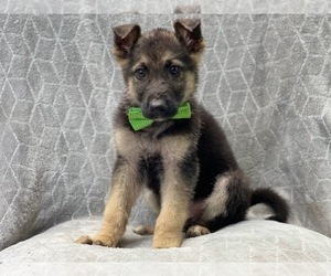 German Shepherd Dog Puppy for sale in LAKELAND, FL, USA