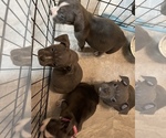 Small Photo #3 American Bully Puppy For Sale in MACON, GA, USA