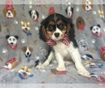Small #3 Cavalier King Charles Spaniel