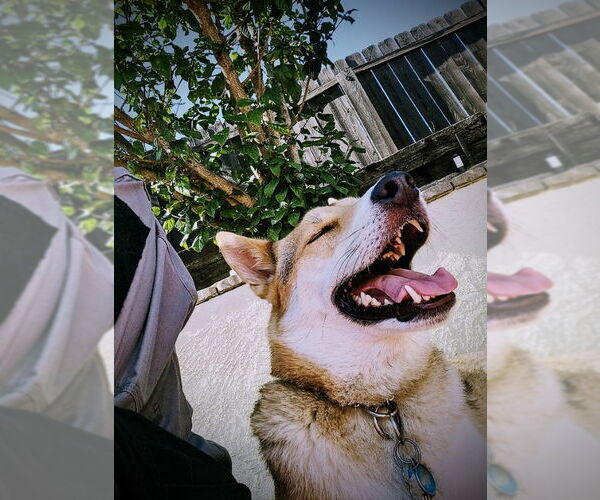 Medium Photo #4 German Shepherd Dog-Huskies  Mix Puppy For Sale in San Diego, CA, USA