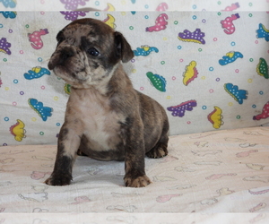 French Bulldog Puppy for sale in WISC RAPIDS, WI, USA