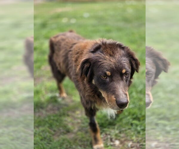 Medium Photo #5 Australian Shepherd-Unknown Mix Puppy For Sale in Aurora, IN, USA