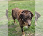 Small #4 Australian Shepherd Mix