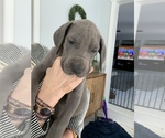 Small Photo #26 Great Dane Puppy For Sale in BOW, NH, USA