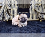 Small Photo #34 Shih Tzu Puppy For Sale in HAYWARD, CA, USA