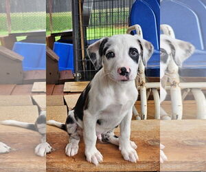 Catahoula Leopard Dog-Unknown Mix Dogs for adoption in Rockaway, NJ, USA