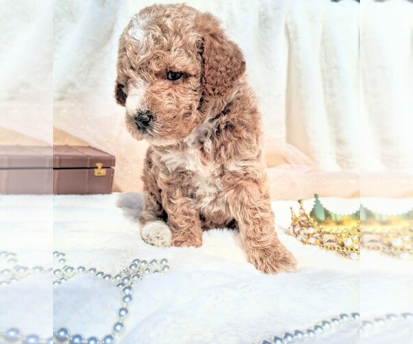 Medium Photo #3 Goldendoodle (Miniature) Puppy For Sale in GASTONIA, NC, USA