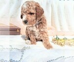 Small #2 Goldendoodle (Miniature)