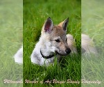Small #7 Czech Wolfdog