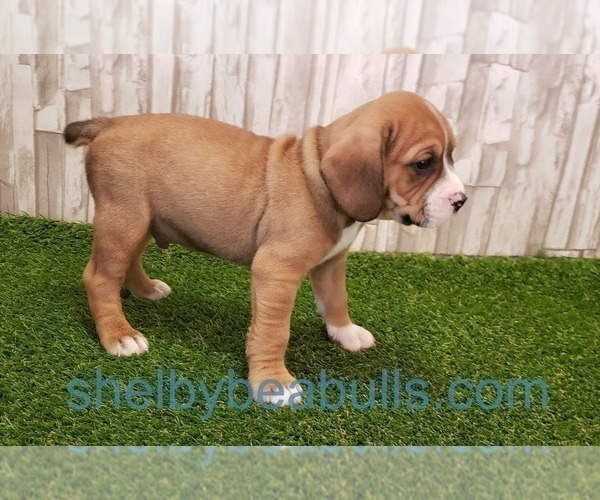 Medium Photo #5 Beagle-English Bulldog Mix Puppy For Sale in SHELBYVILLE, IN, USA