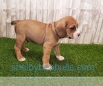 Small #4 Beagle-English Bulldog Mix