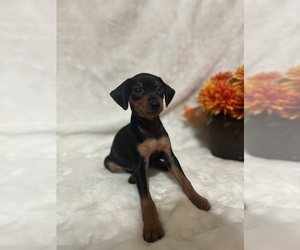 Miniature Pinscher Puppy for sale in PIKEVILLE, KY, USA