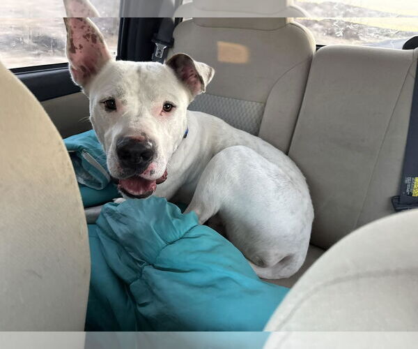 Medium Photo #3 Argentinian Mastiff-Unknown Mix Puppy For Sale in Williamsburg, NM, USA