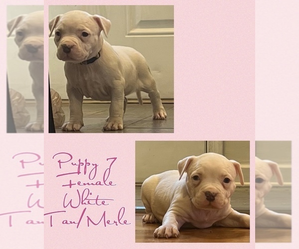 Medium Photo #1 American Bully Puppy For Sale in GLEN ALLEN, VA, USA