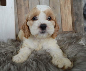 Cock-A-Poo Puppy for sale in HONEY BROOK, PA, USA