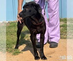 Small #2 Feist Terrier-Labrador Retriever Mix