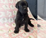 Small Photo #5 Labrador Retriever-Unknown Mix Puppy For Sale in San Diego, CA, USA