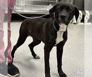 Labrador Retriever-Unknown Mix Dogs for adoption in Washington, DC, USA