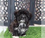 Bonnie - Female Shorkie Tzu Puppy for Sale - Photo #3