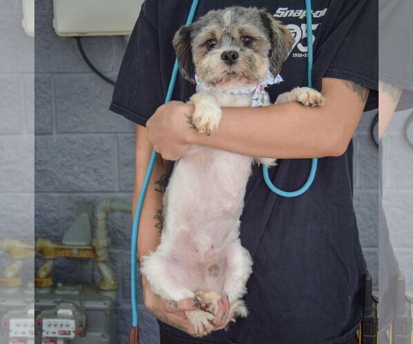 Medium Photo #4 Shih Tzu Puppy For Sale in Huntley, IL, USA