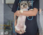 Small #3 Shih Tzu