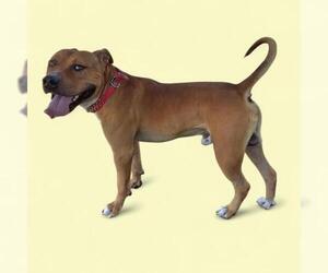 American Pit Bull Terrier Dogs for adoption in Bakersfield, CA, USA