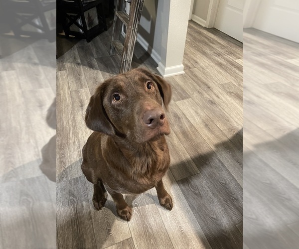 Medium Photo #1 Labrador Retriever Puppy For Sale in MITCHELLVILLE, IA, USA