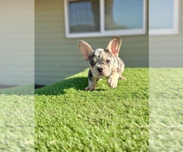 Medium Photo #3 French Bulldog Puppy For Sale in WINNSBORO, TX, USA