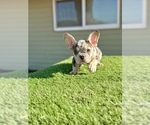 Small #2 French Bulldog