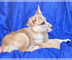 Small #1 Australian Shepherd-Catahoula Leopard Dog Mix