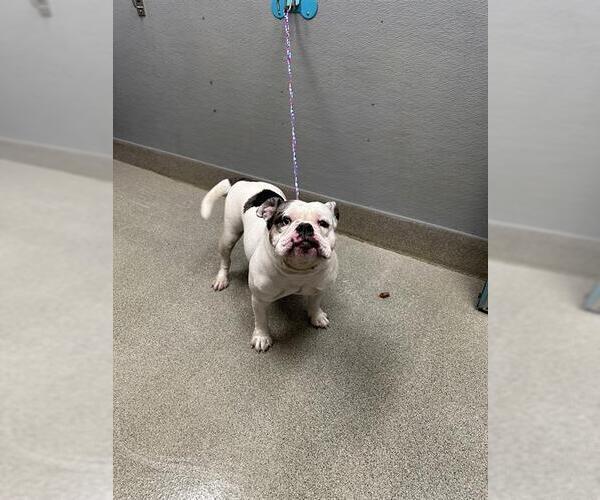 Medium Photo #1 Bulldog-Unknown Mix Puppy For Sale in Las Vegas, NV, USA