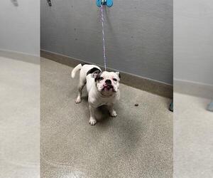 Bulldog-Unknown Mix Dogs for adoption in Las Vegas, NV, USA