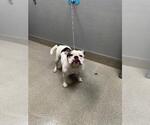 Small Bulldog Mix