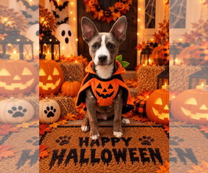 Mutt Dogs for adoption in Ball Ground, GA, USA